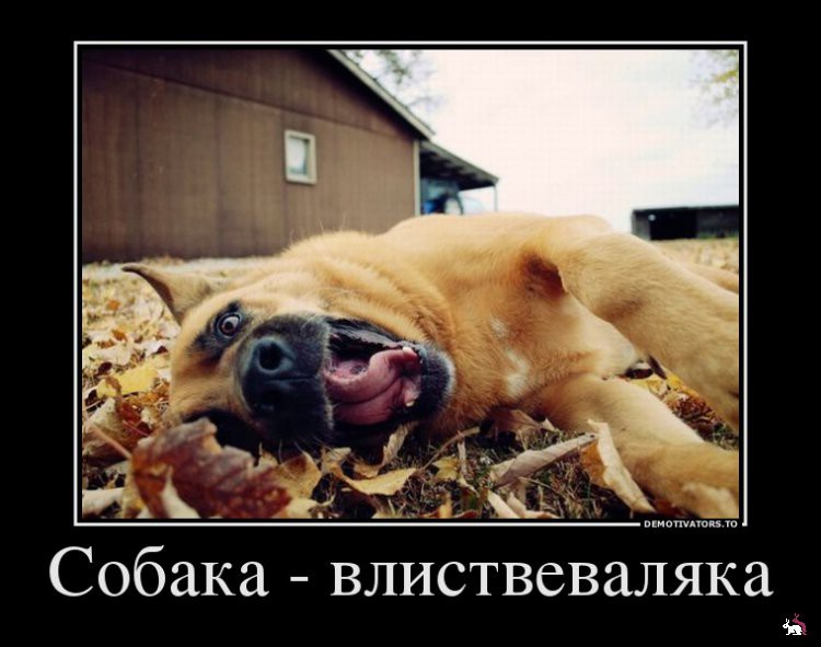 1361263652_703293_sobakavlistvevalyaka_demotivators_ru.jpg