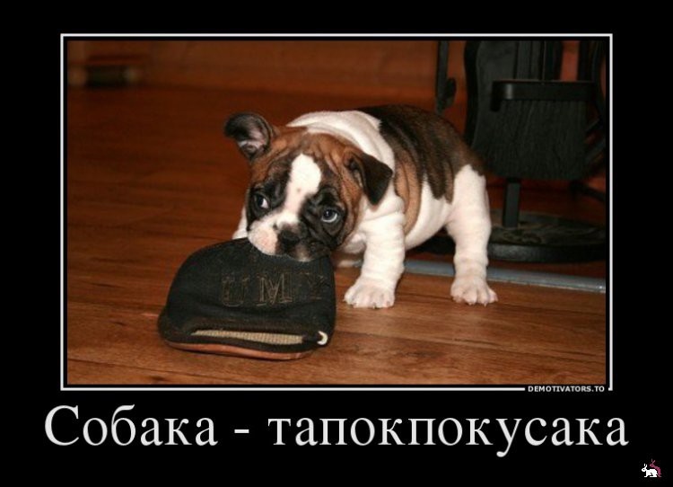 1361263652_982537_sobakatapokpokusaka_demotivators_ru.jpg