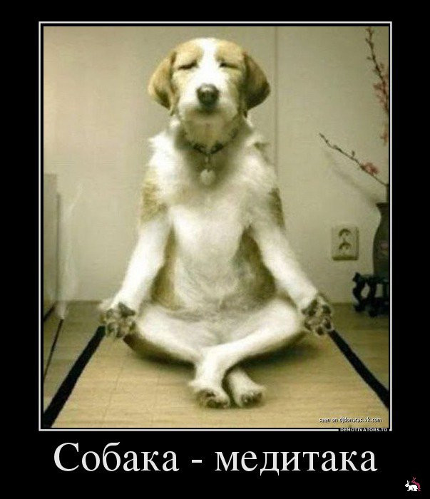 1361263471_432490_sobakameditaka_demotivators_ru.jpg