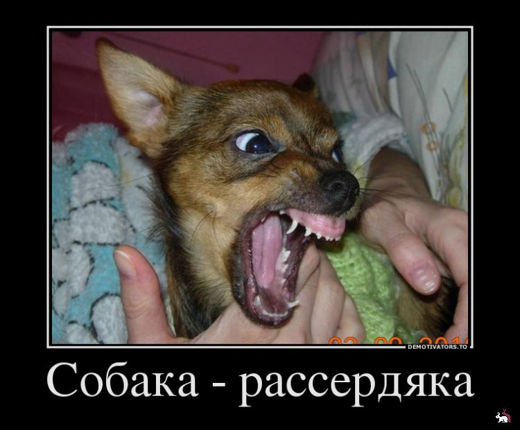 1361263652_636702_sobakarasserdyaka_demotivators_ru_1.jpg