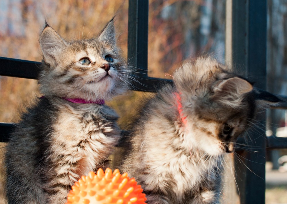 Две тигровые сестры - Чоля и Чомба.