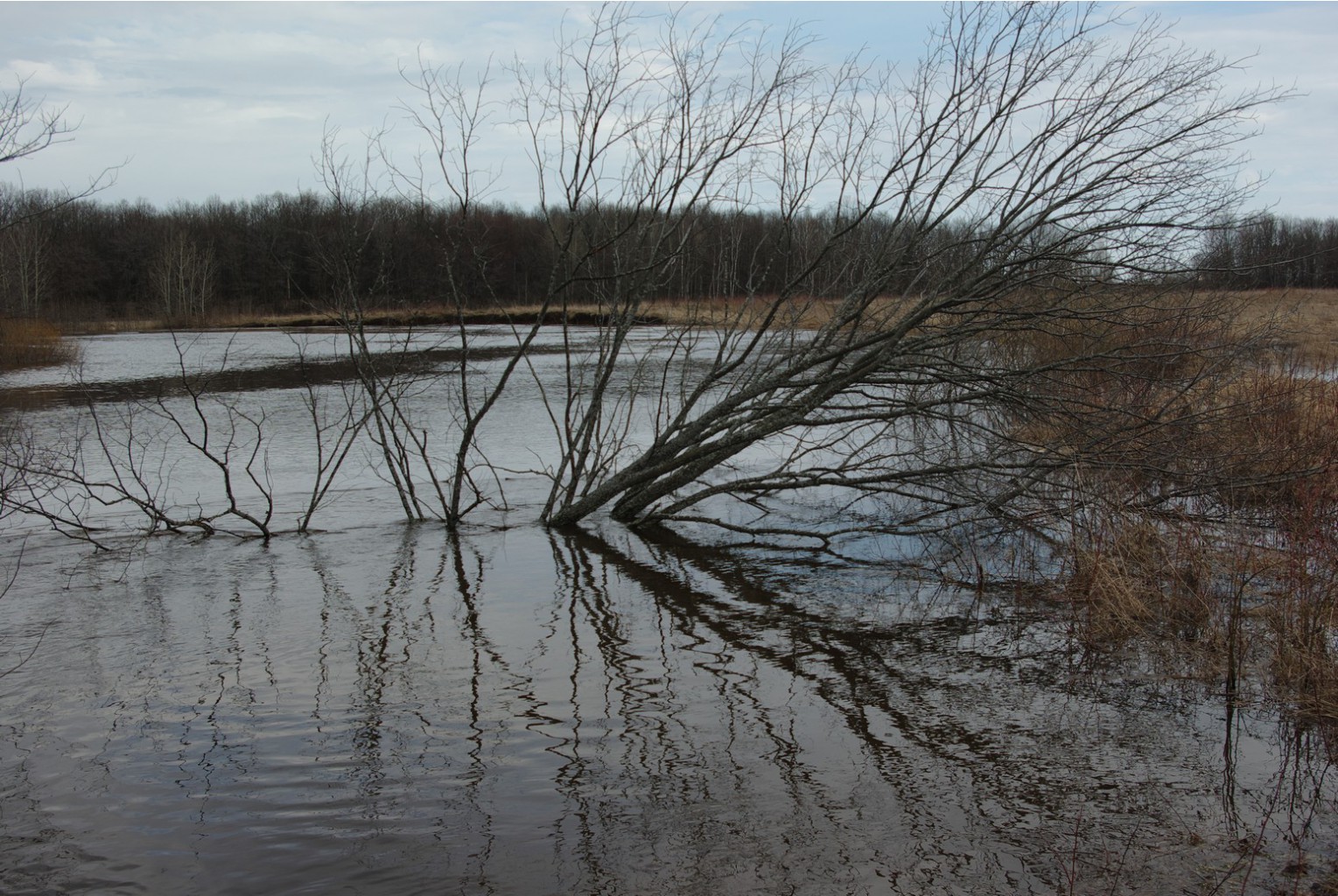 IMGP0033.jpg