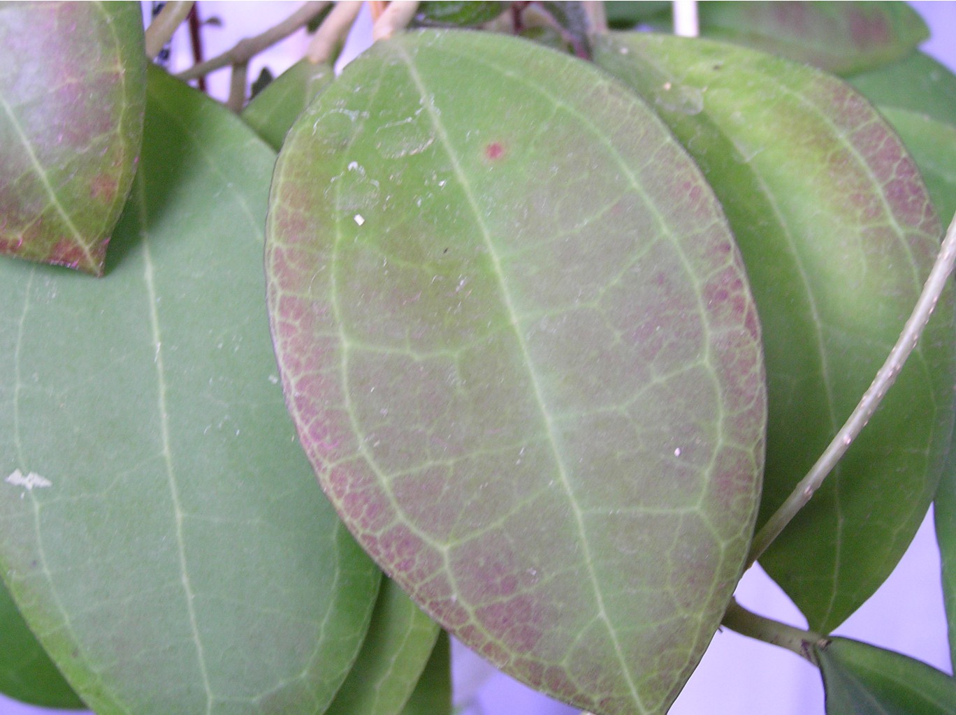 camphorifolia