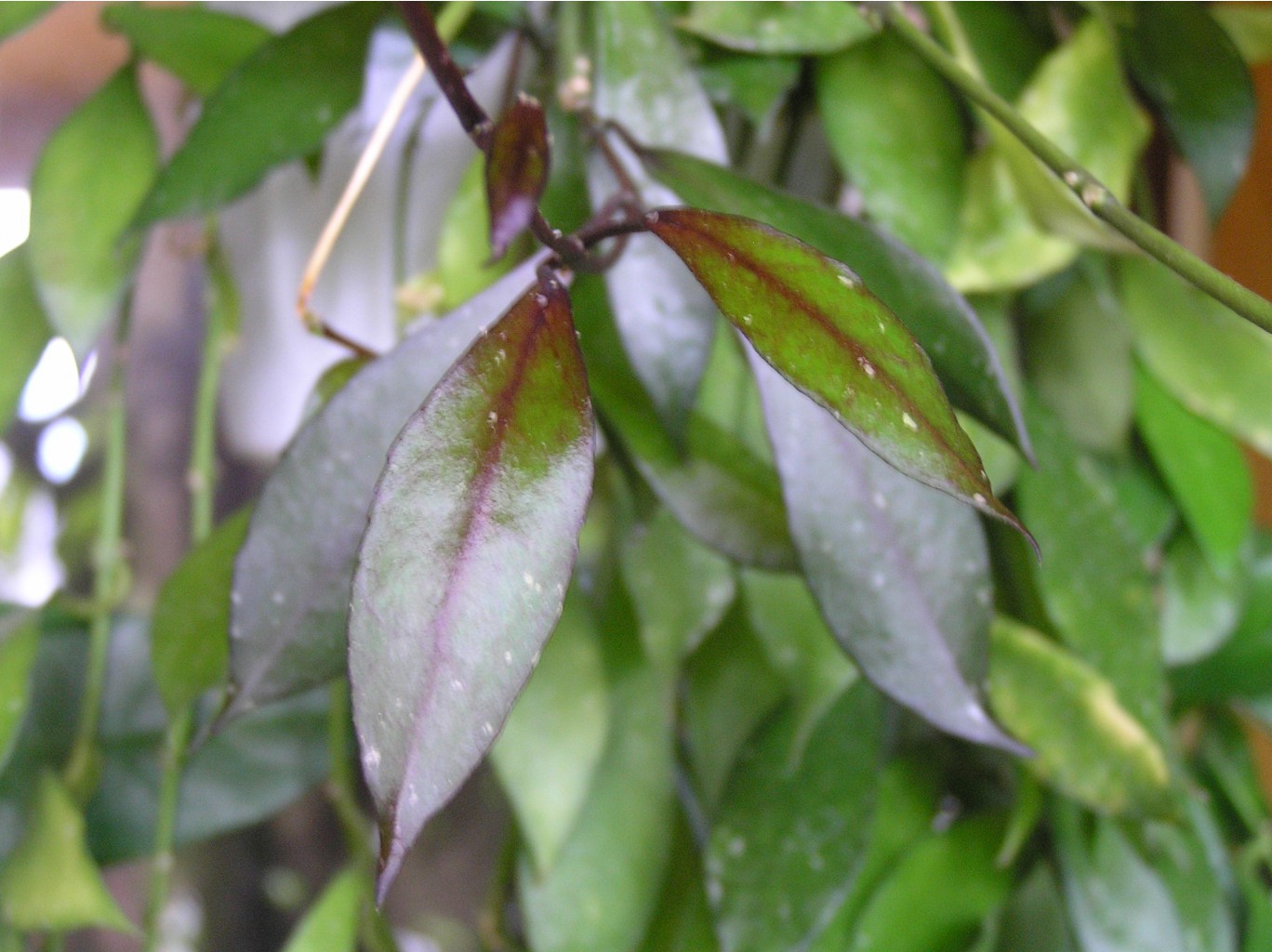 Hoya lacunosa 4 (heart shape leaf+