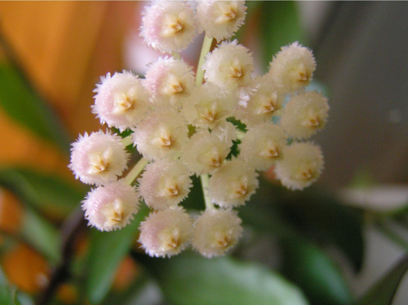 Hoya lacunosa