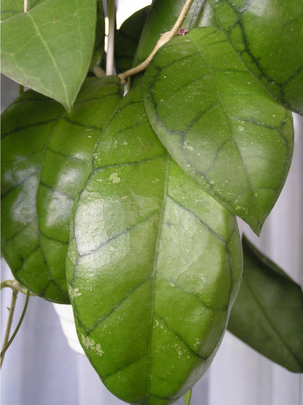 HOYA CALLISTOPHYLLA