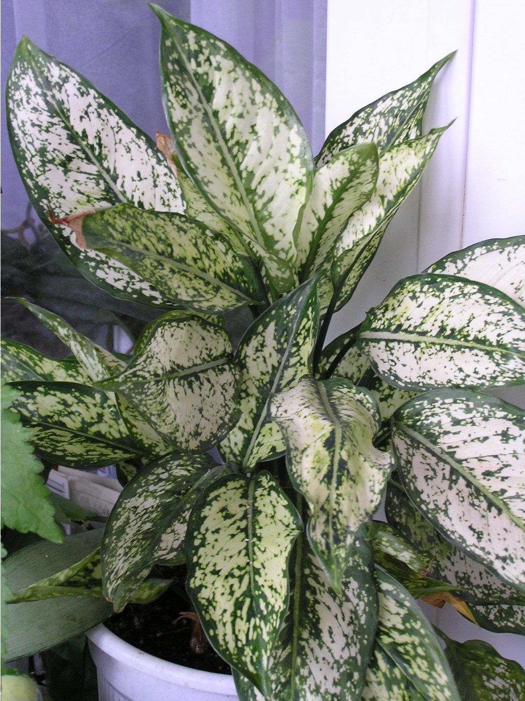 Aglaonema \