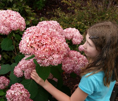 5617645.Hydrangea_arborescens_Invincibelle--174-_Pink_Annabelle_1.jpg