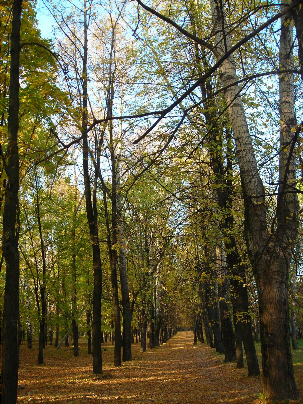 осень в парке 1.JPG