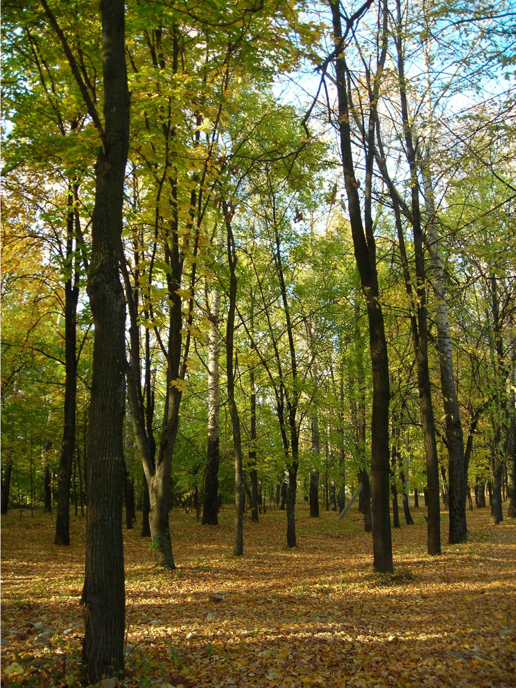 осень в парке.JPG
