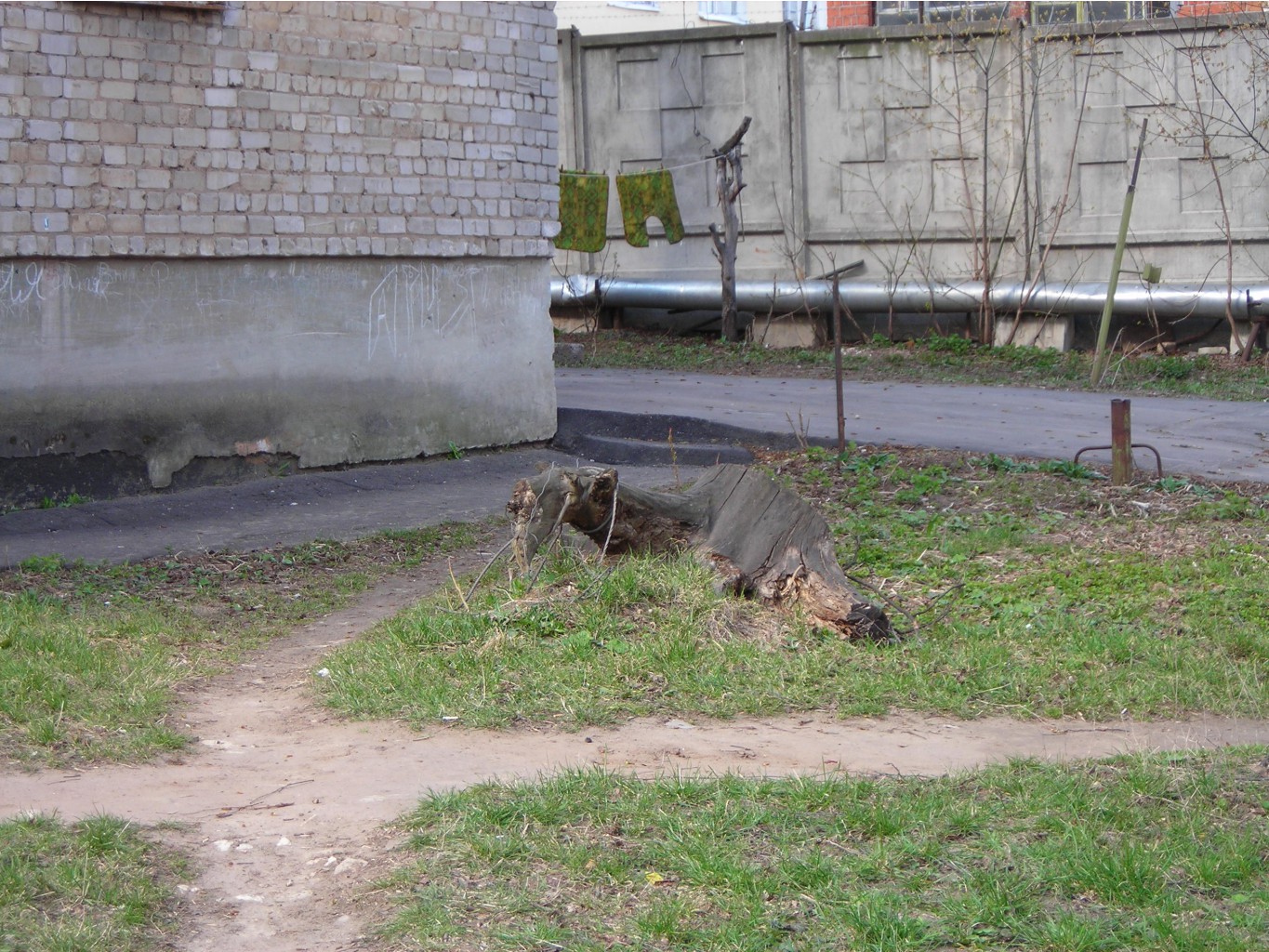 собака-коряга.JPG