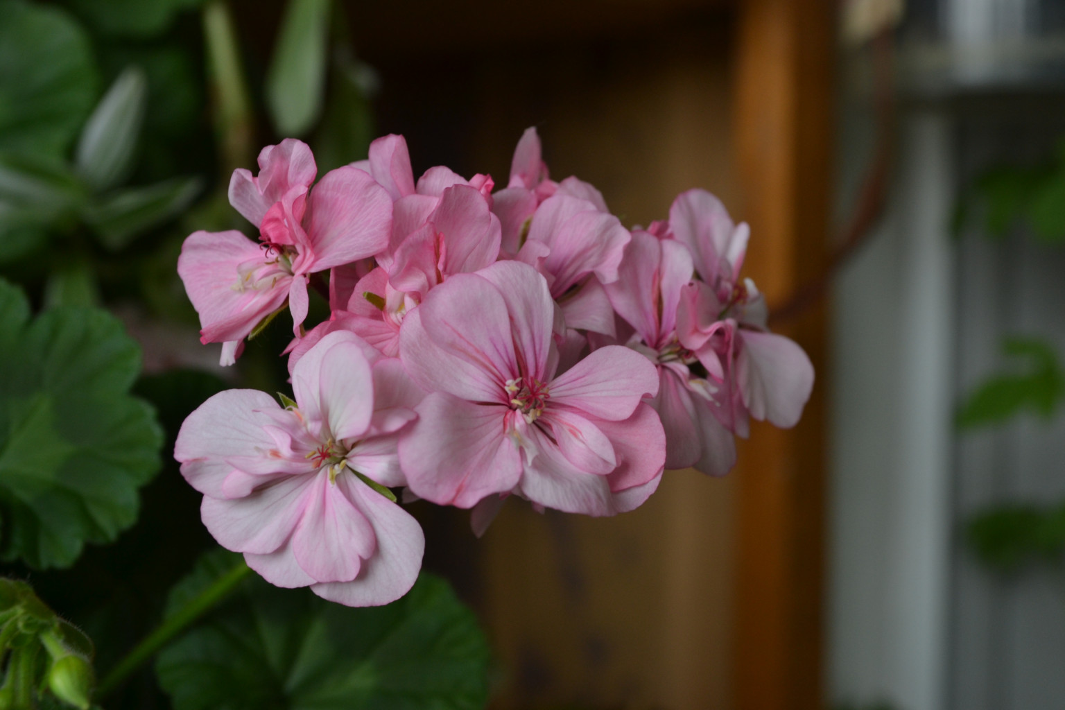 DSC_0713.JPG
