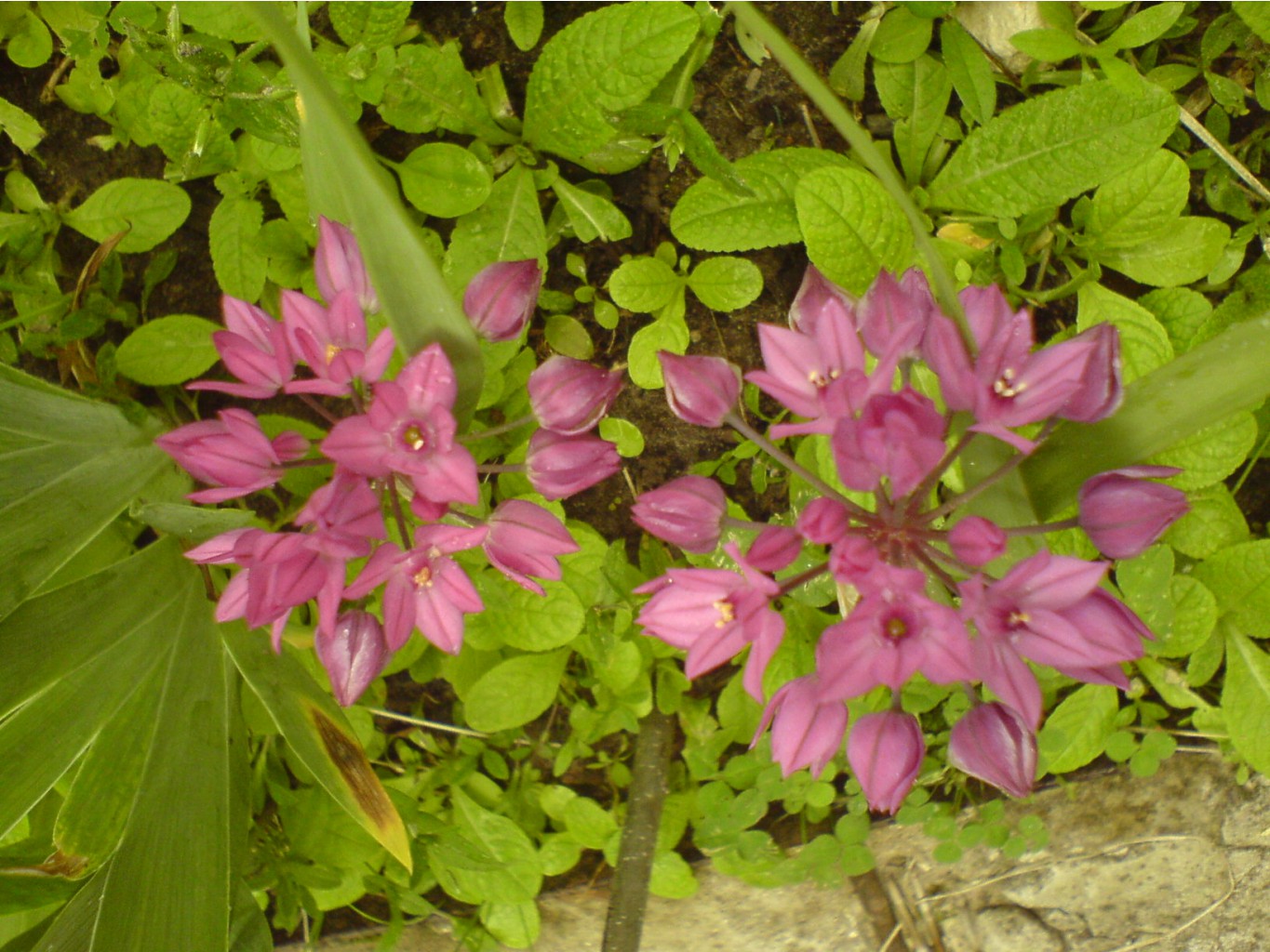 1-1015-DSC01387.JPG