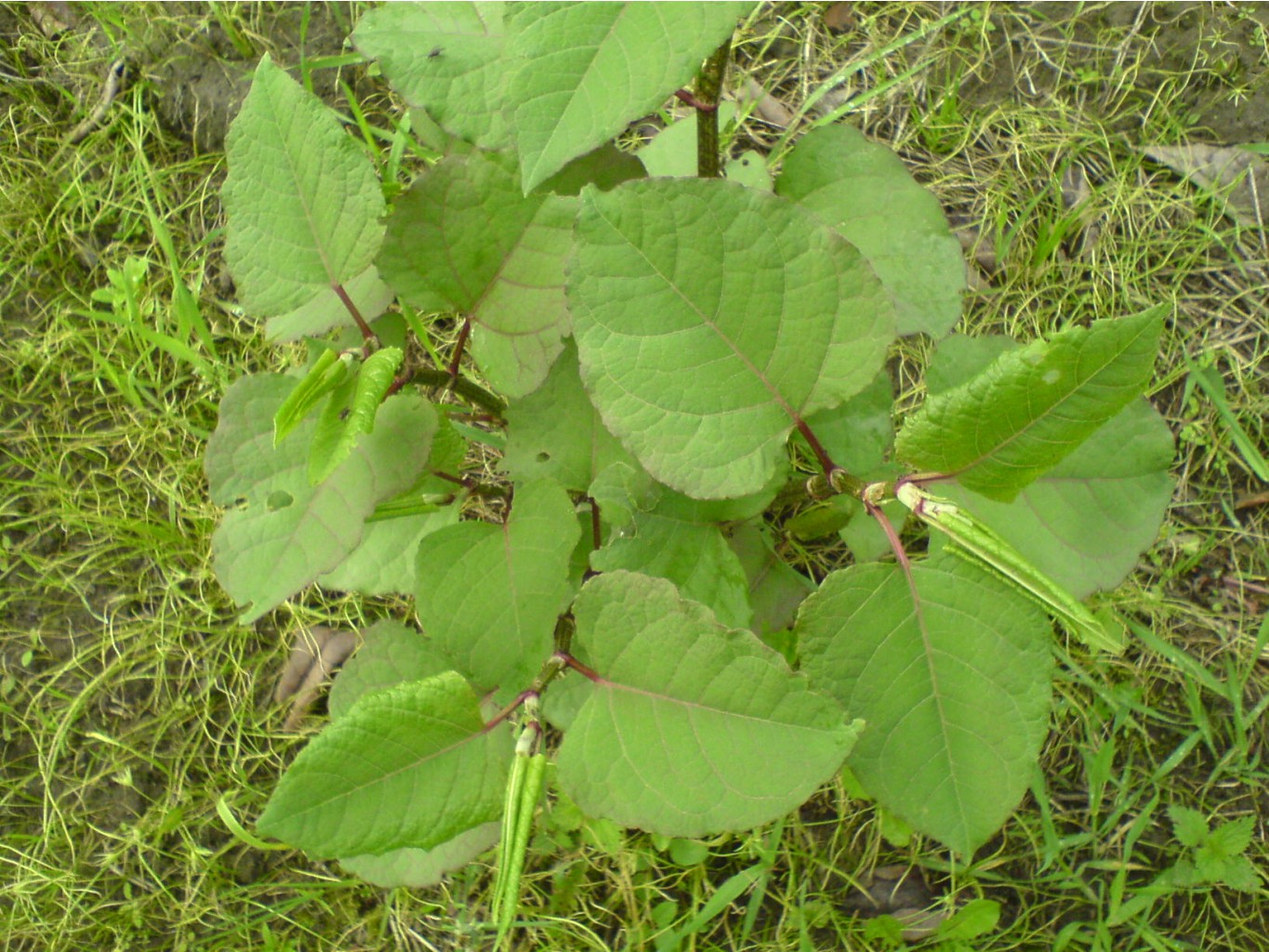 DSC00011.JPG