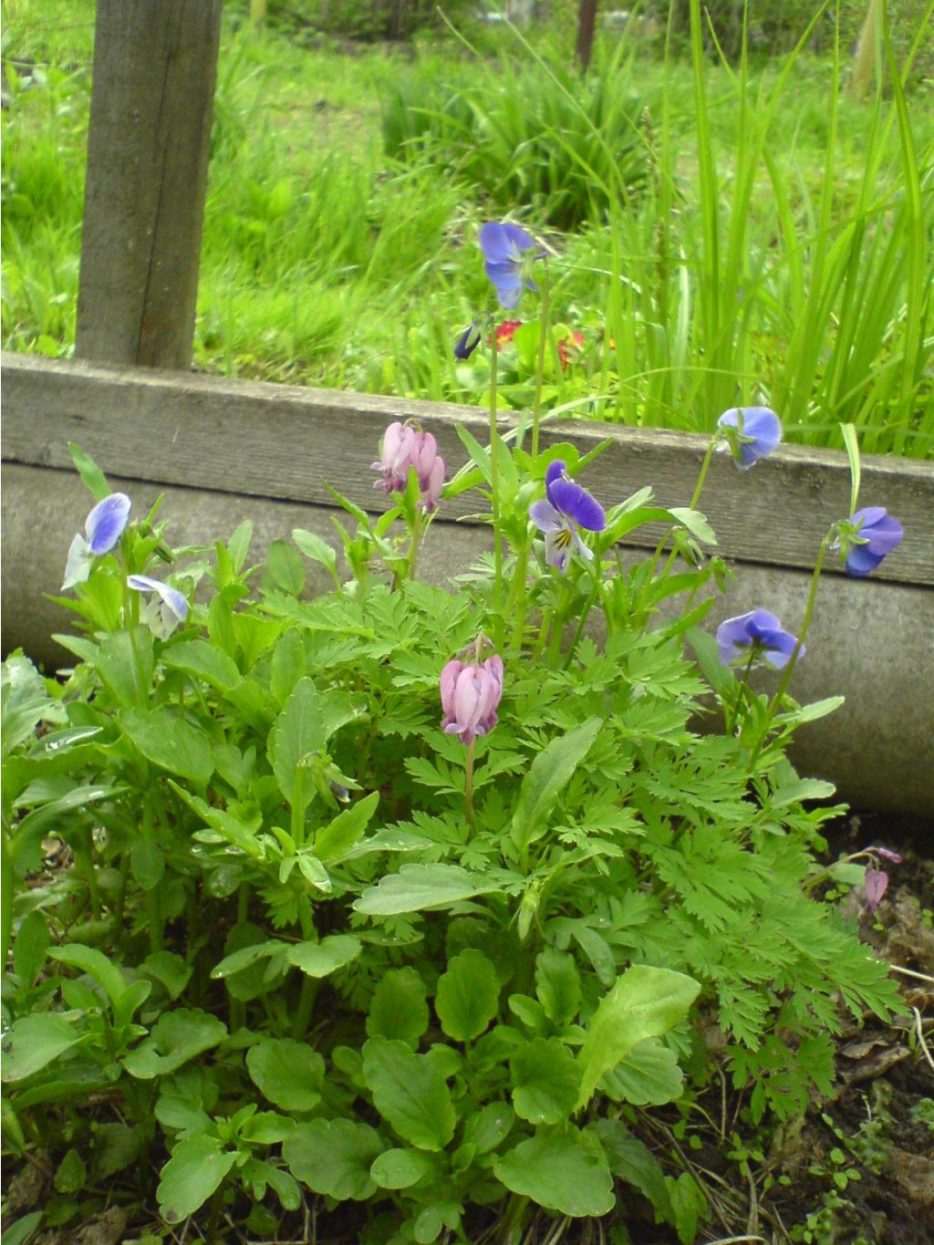 DSC00016.JPG