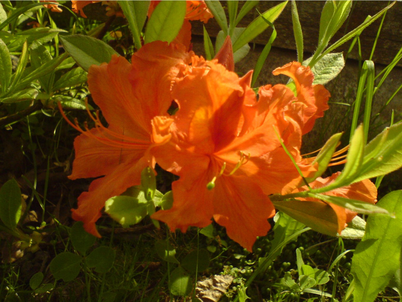 DSC00032.JPG