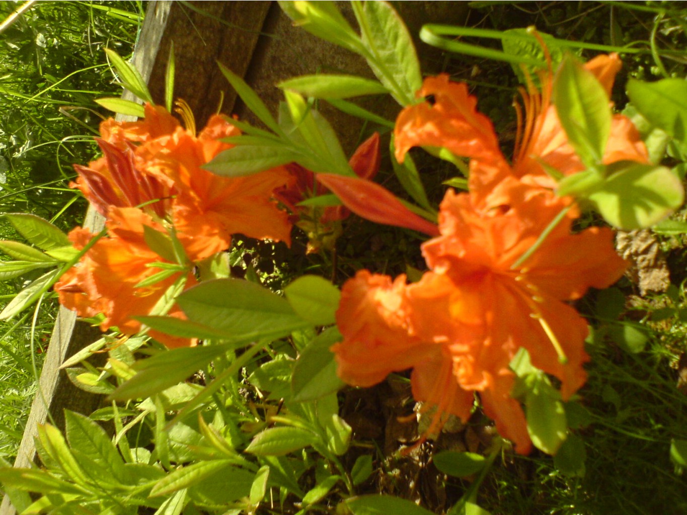 DSC00033.JPG