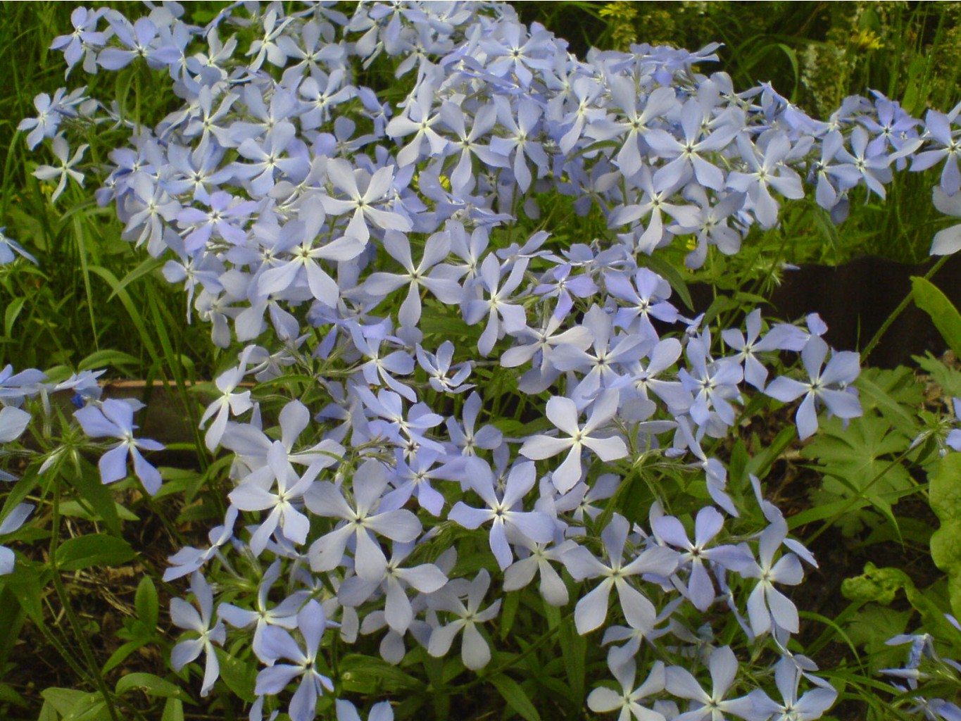 DSC00034.JPG