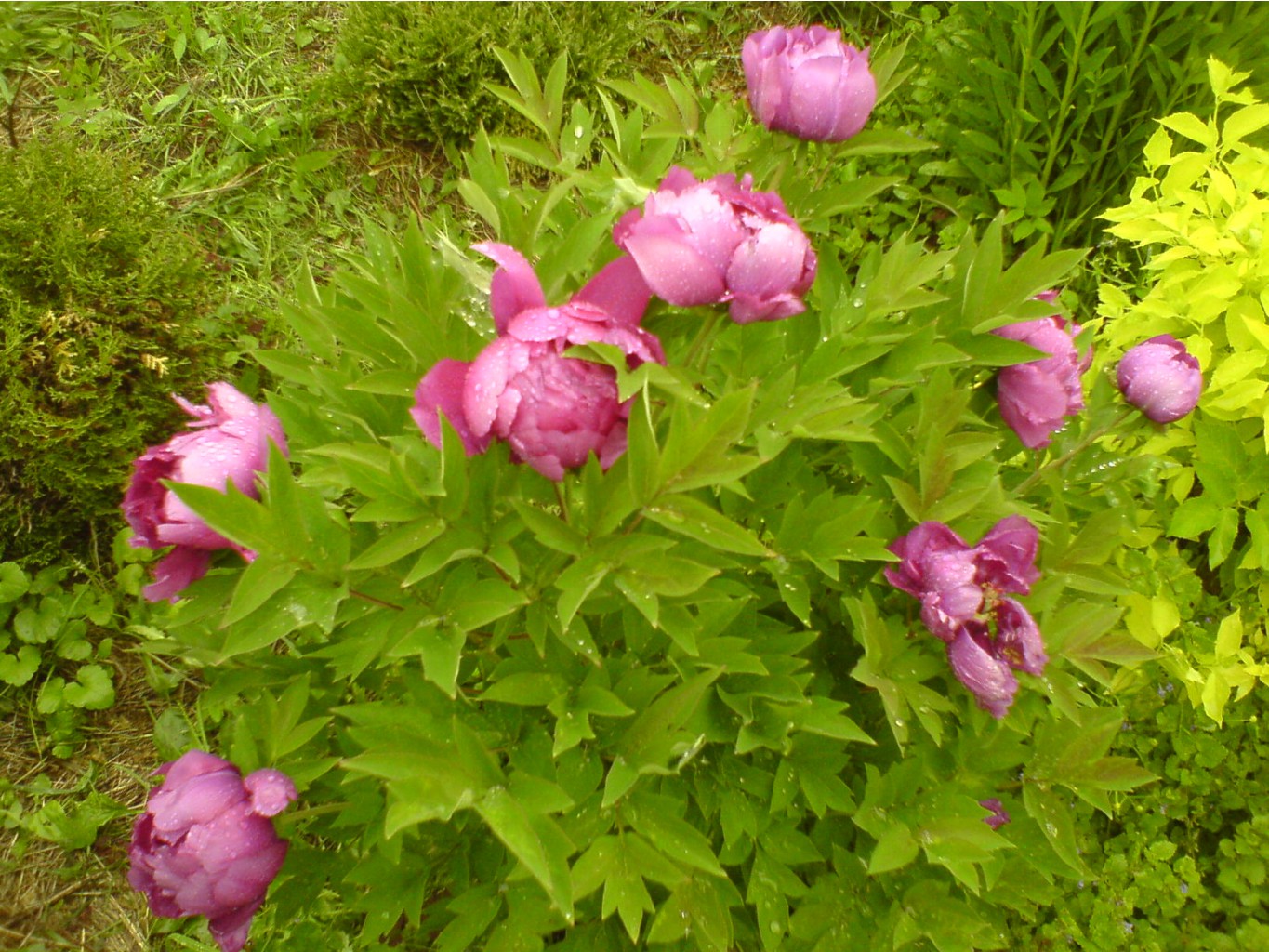 DSC00051 -  - .JPG
