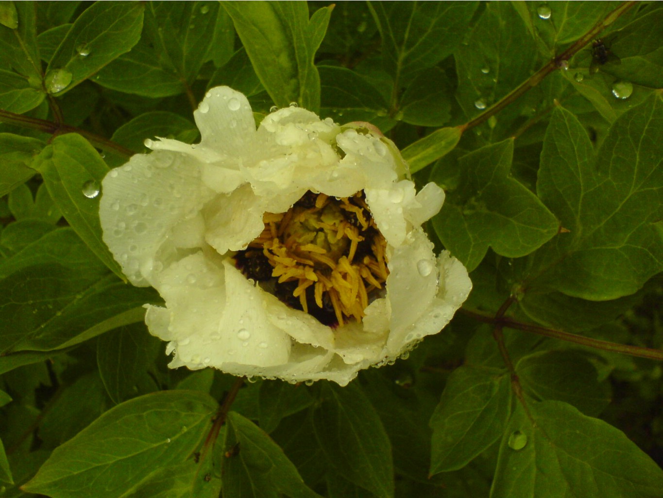 DSC00053.JPG