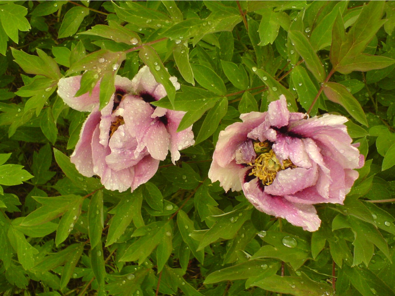 DSC00054.JPG