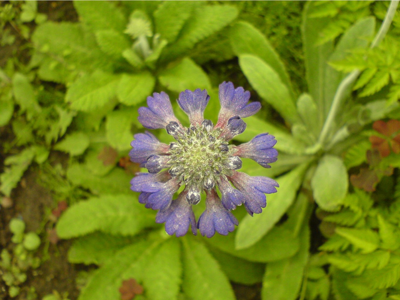DSC00075.JPG