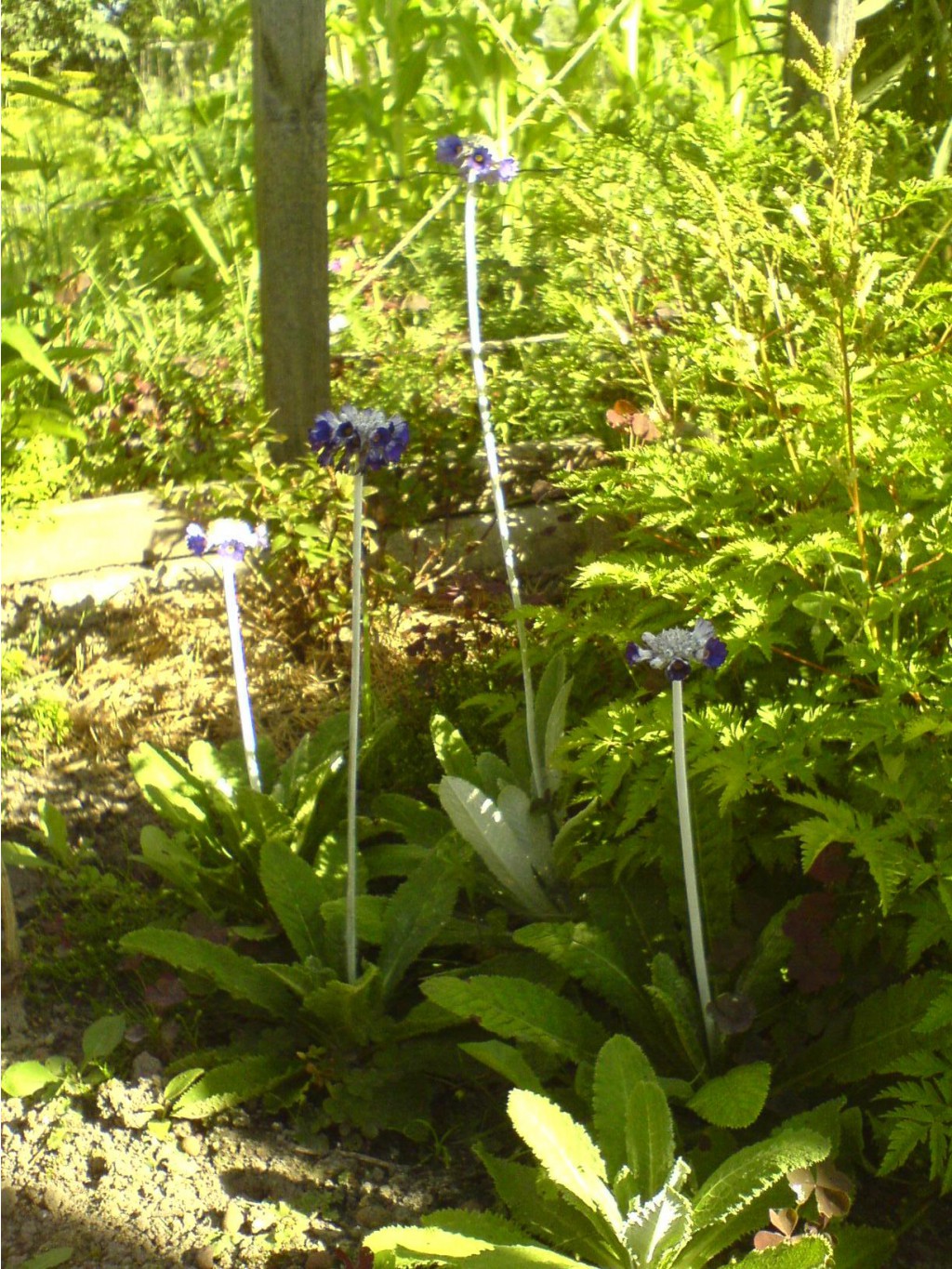 DSC00078.JPG