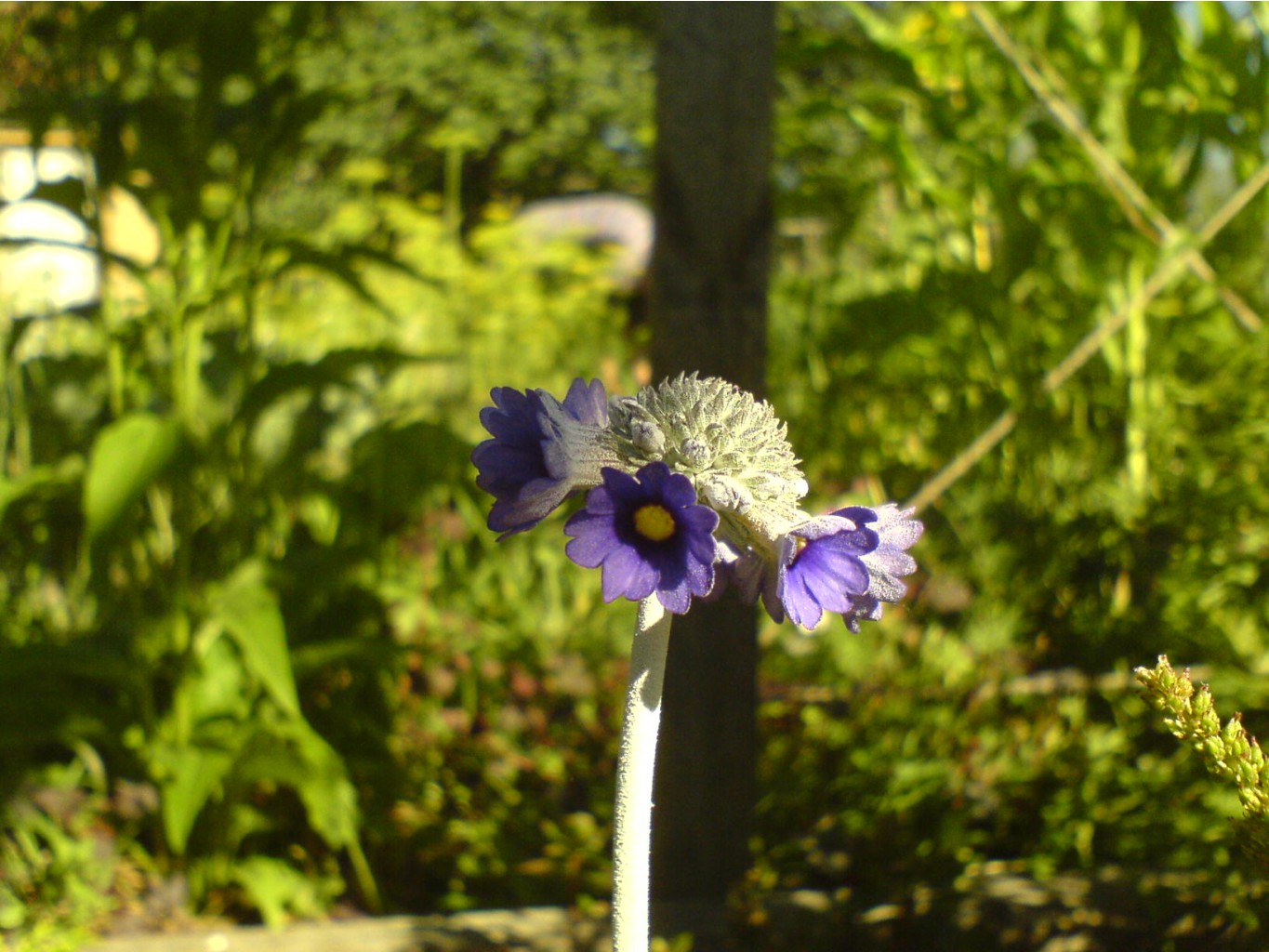 DSC00079.JPG