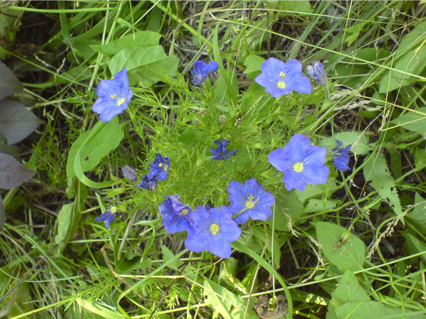 DSC00081.JPG