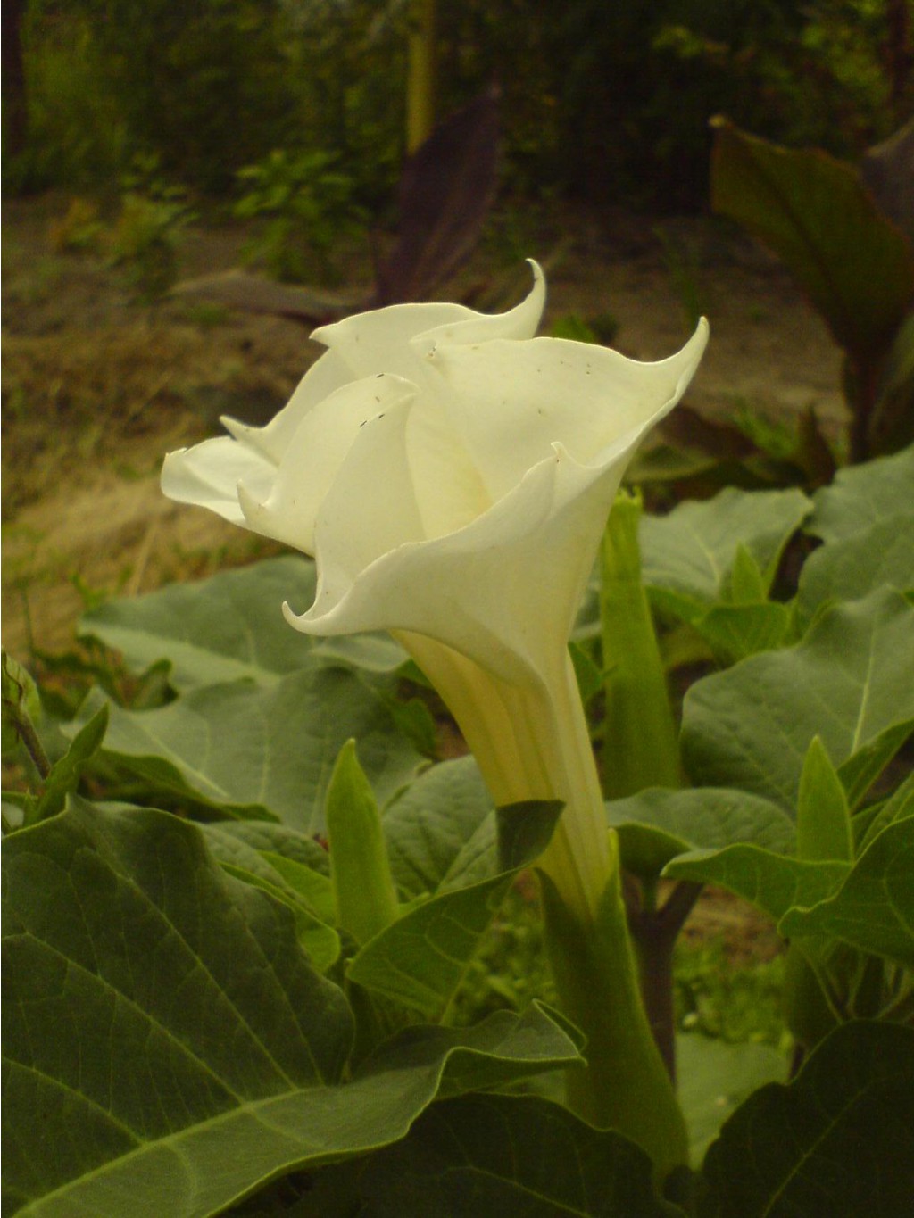 DSC00088.JPG