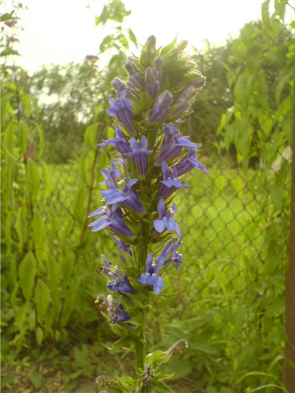 DSC00091.JPG