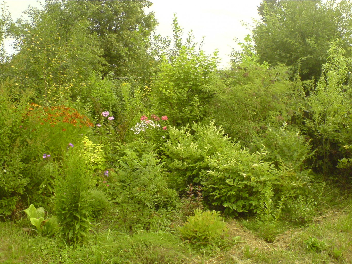 DSC00095.JPG