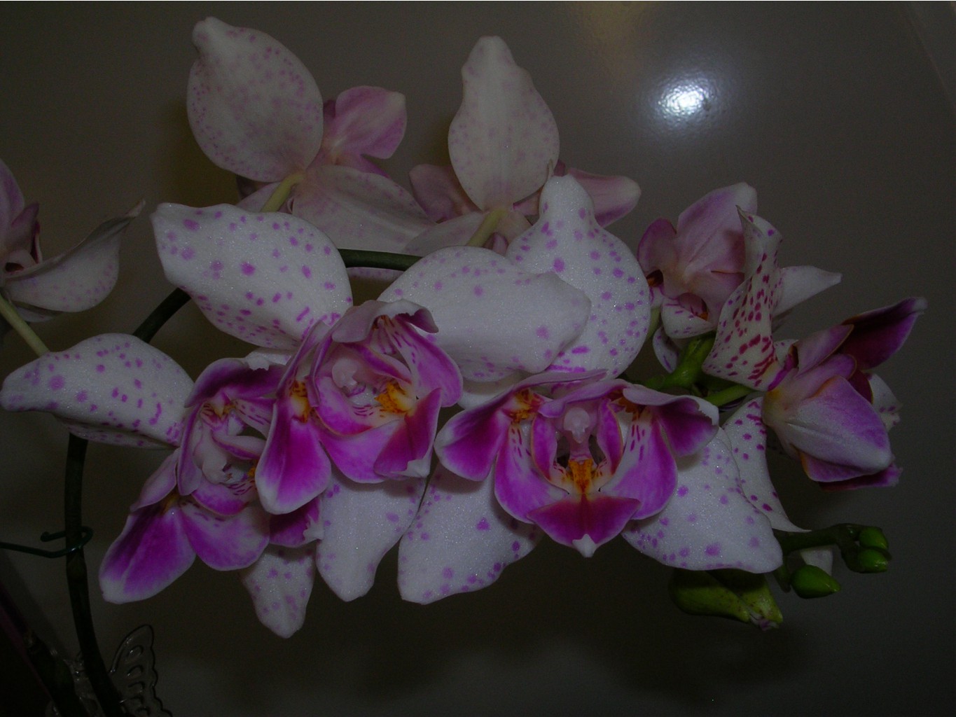 Phalaenopsis 'Pink Irbis' Peloric