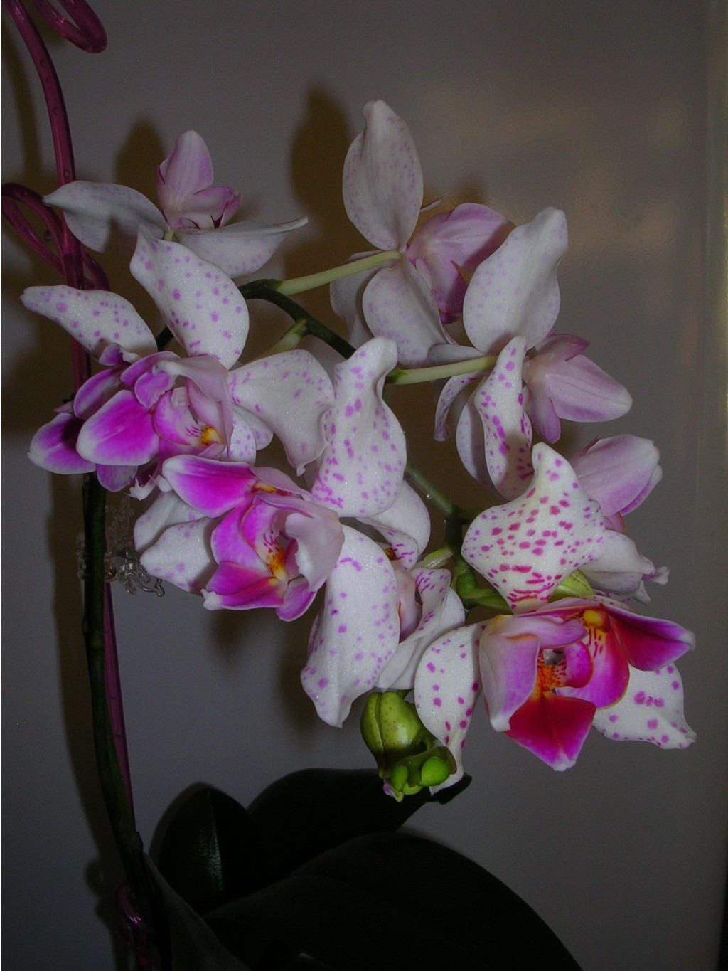 Phalaenopsis 'Pink Irbis' Peloric