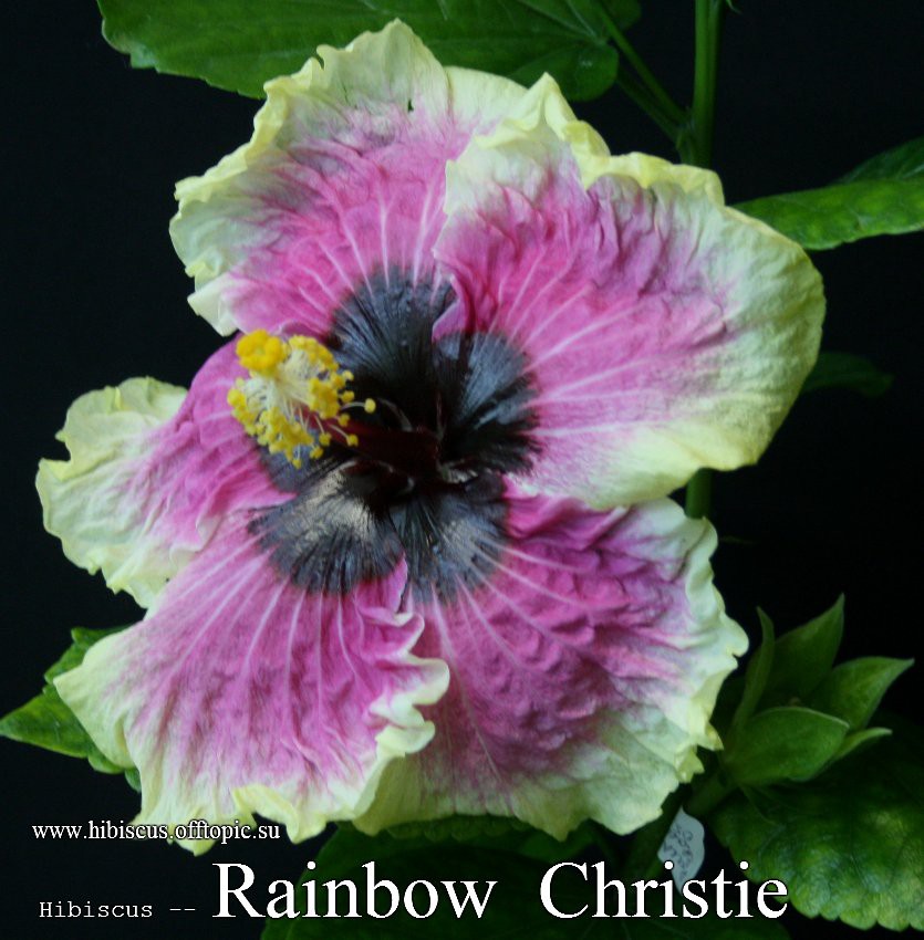 008 - Rainbow Christie.jpg