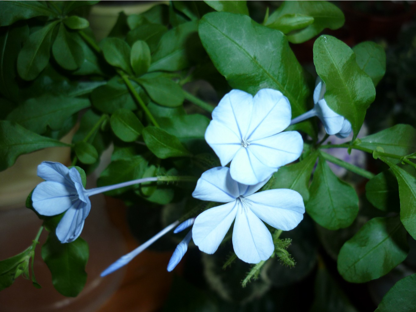 P1110182 - .JPG