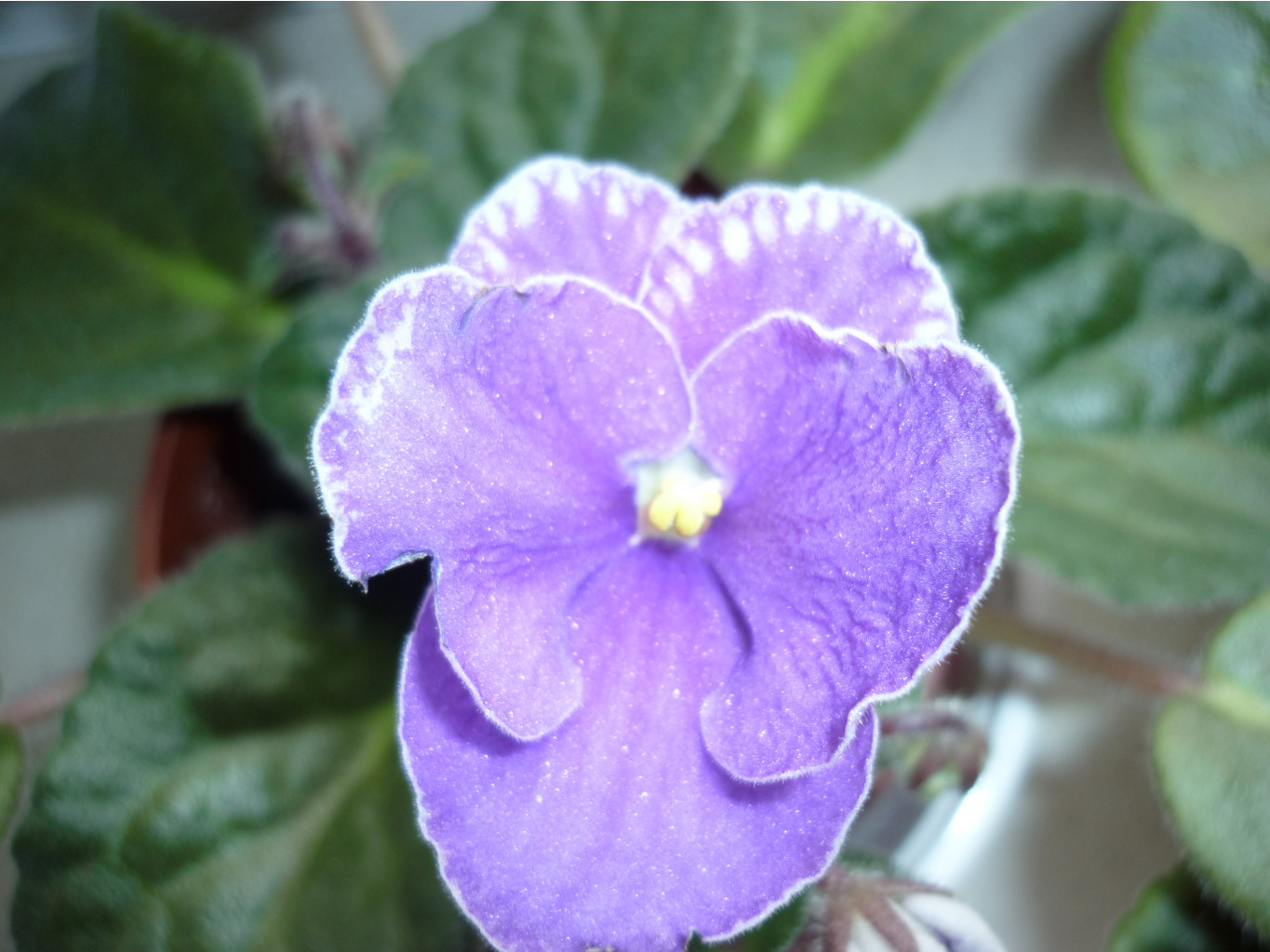 P1110187 - .JPG