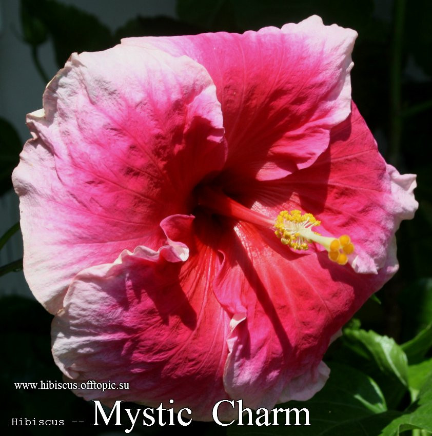 019 - Mystic Charm.jpg