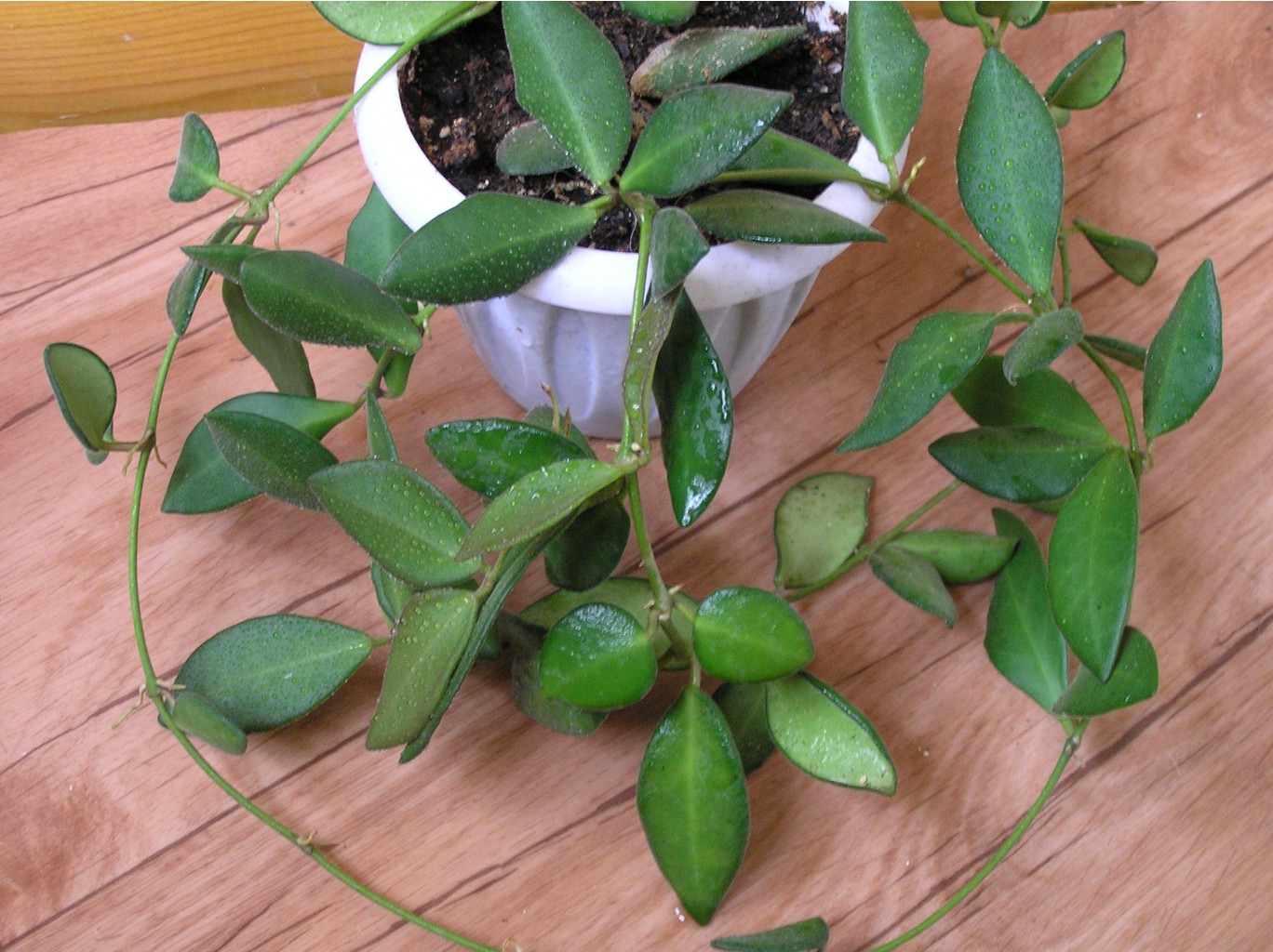  Hoya tsangii