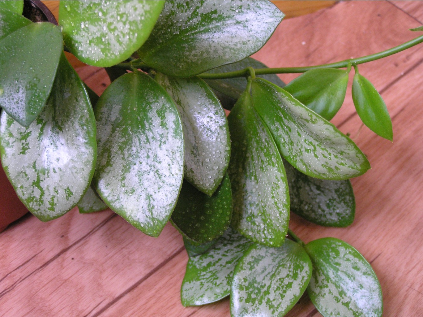  HOYA BIAKENSIS