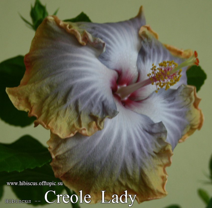 029 - Creole Lady.jpg