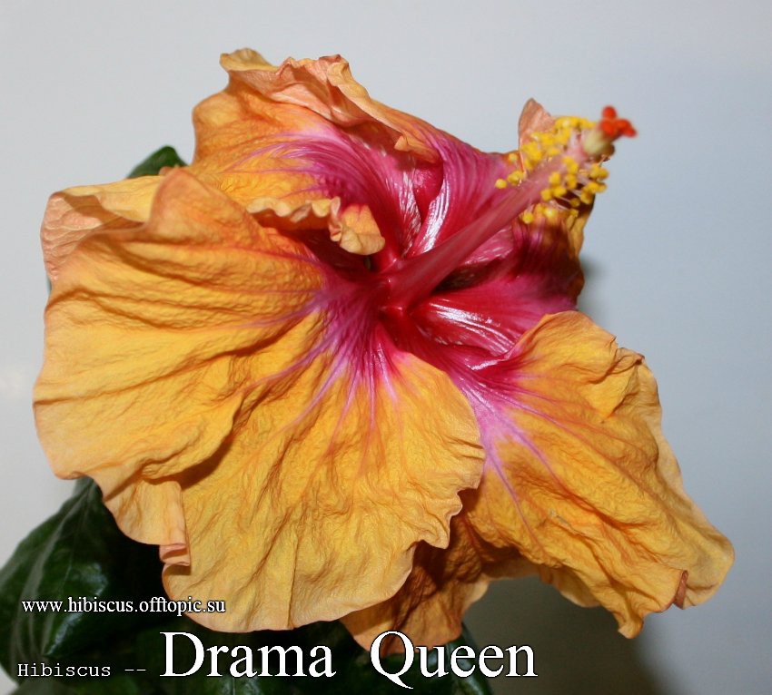 038 - Drama Queen.jpg