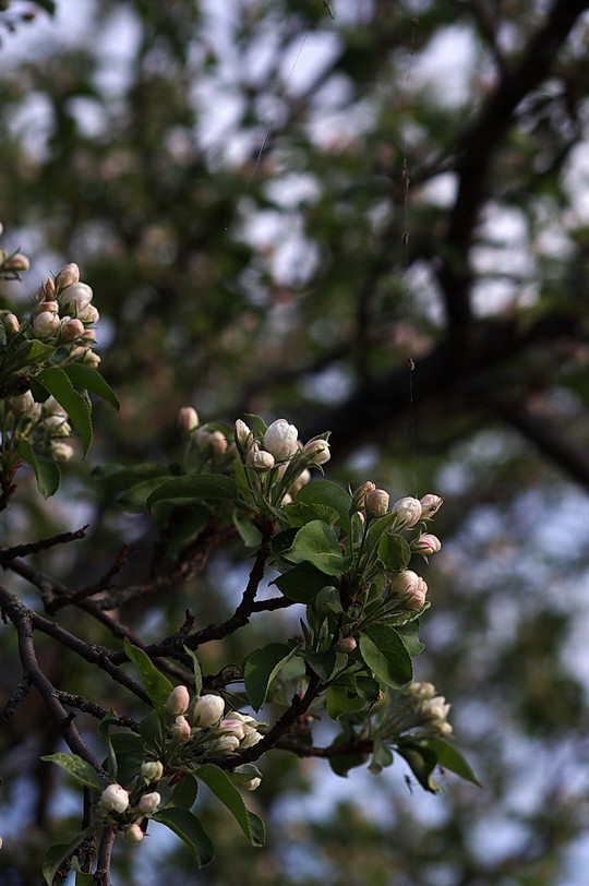 IMGP6293_resize_resize.JPG