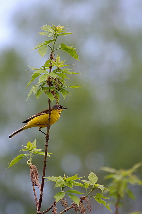 IMGP6313_resize_resize.JPG