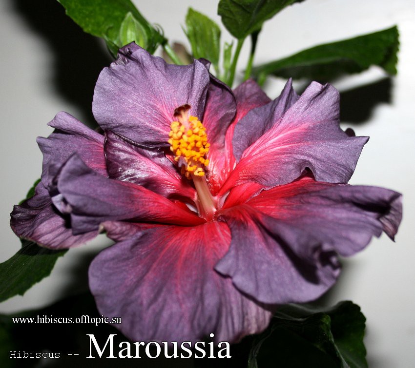 041 - Maroussia.jpg