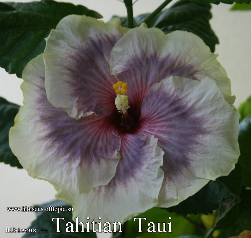 042 - Tahitian Taui.jpg