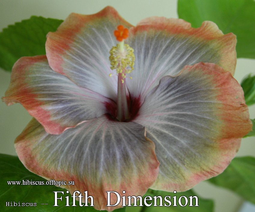 046 - Fifth Dimension.jpg