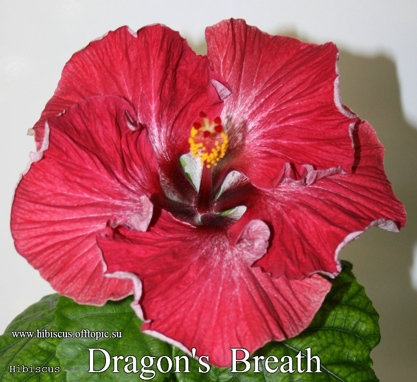 048 - Dragon's Breath.jpg