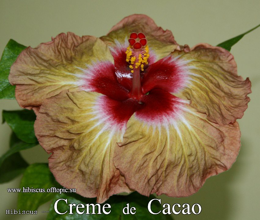 050 - Creme de Cacao.jpg