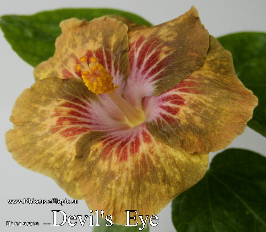 069 - Devil's Eye.jpg